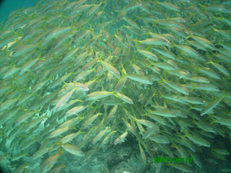 Yellowtails