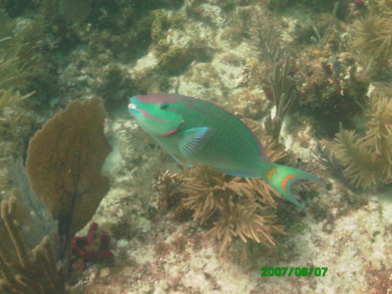 Parrot Fish