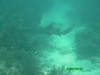 Nurse Shark