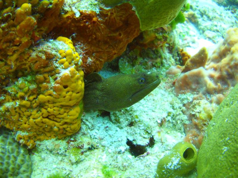 Cozumel eel