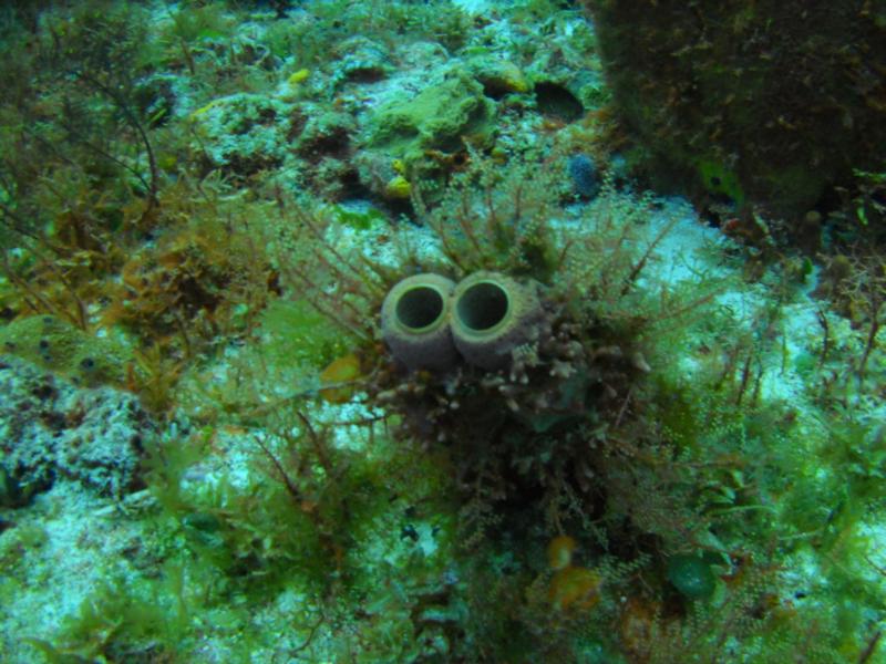 Cozumel reef’s got eyes!!