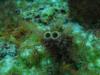 Cozumel reef’s got eyes!!
