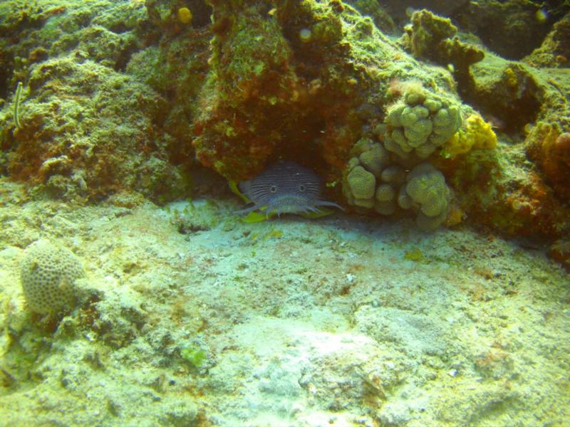 Splendid Toadfish!!