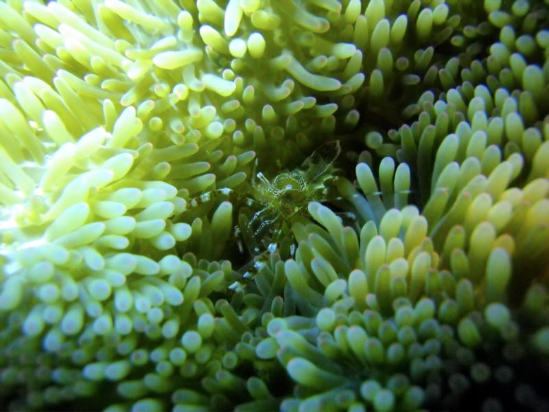 Lil’ shrimp in its anemone home