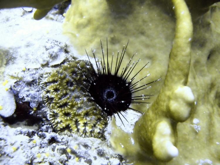 Yap burrowing urchin