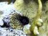 Yap burrowing urchin