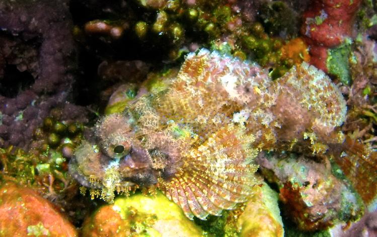 Spot the beautiful rockfish on a Yap reef?