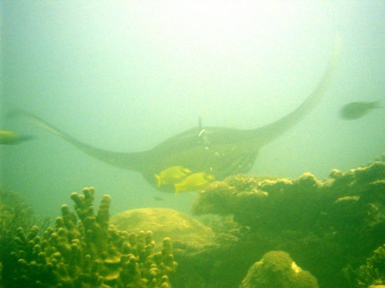 Manta Ray at Yap cleaning station