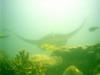 Manta Ray at Yap cleaning station