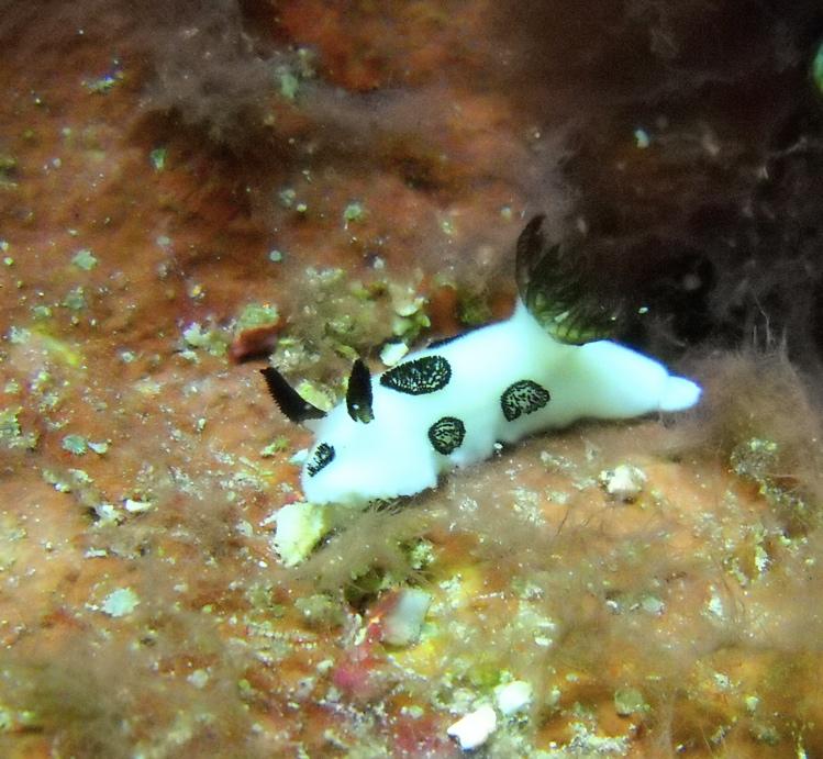One of the coolest nudibranchs I have ever seen... in Yap and Palau
