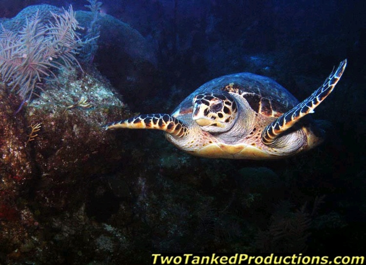 Turtle at West Caicos Key T & C Aggressor II