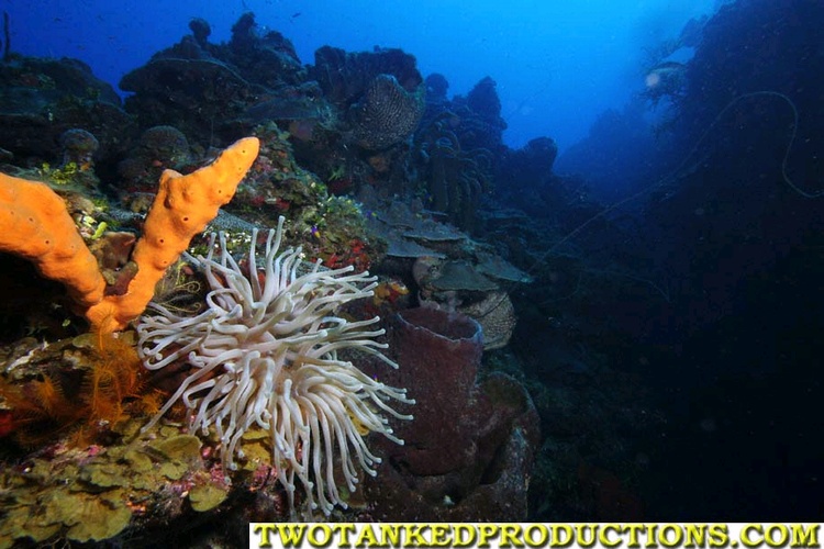 Giant Anemone W Point Provo