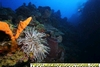 Giant Anemone W Point Provo