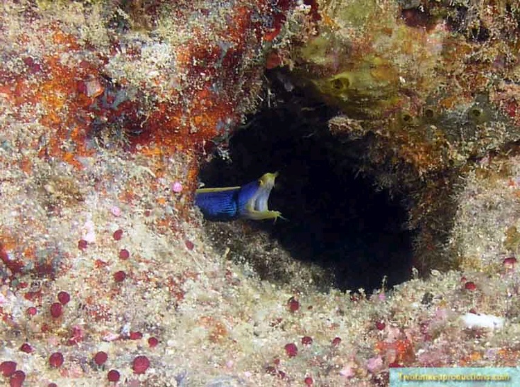 Blue Ribbin Eel Beqa Lagoon Fiji