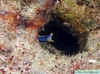 Blue Ribbin Eel Beqa Lagoon Fiji