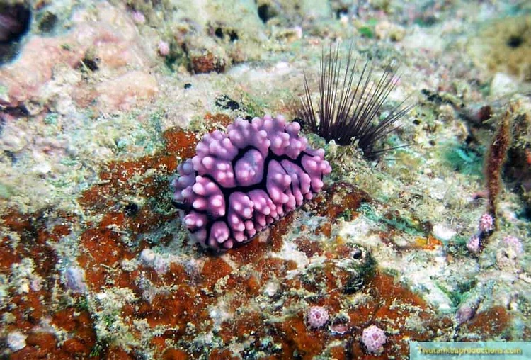 Nudi Branch