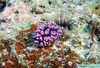 Nudi Branch