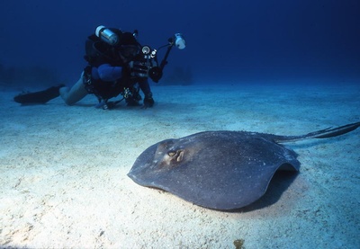 Southern Stingray