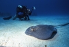 Southern Stingray