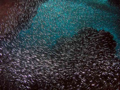 Silversides in Spooky Channel