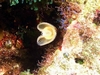 Social Feather Duster Worms