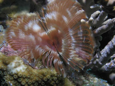 Split Crown Tube Worm