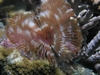 Split Crown Tube Worm