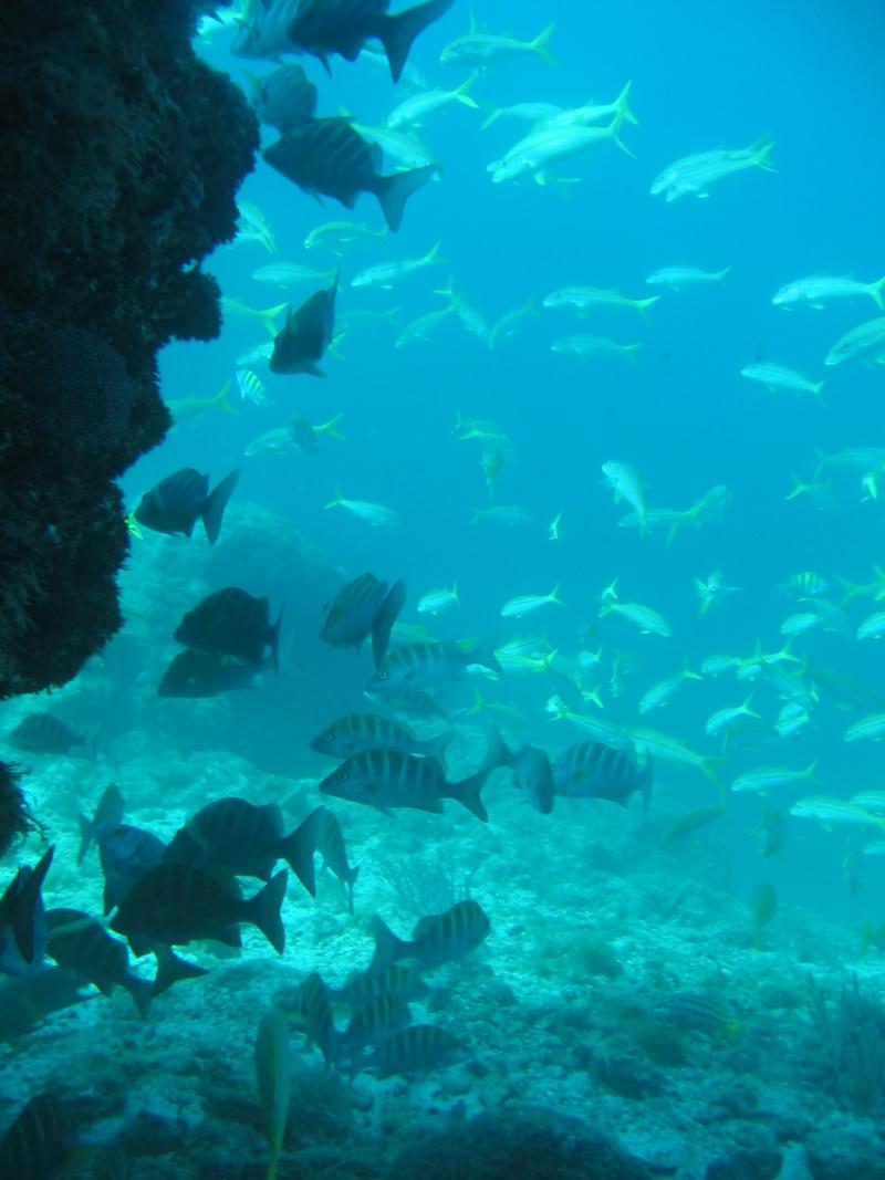 Diving Los Picachos - Baja Sur