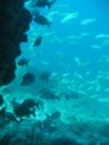 Diving Los Picachos - Baja Sur