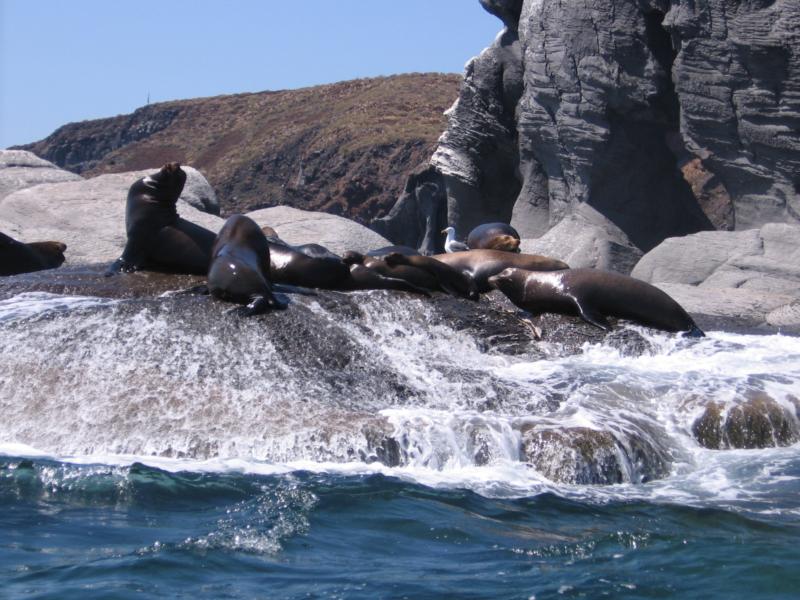 Sea Lions - Isla Coronado baja Sur