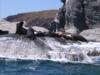 Sea Lions - Isla Coronado baja Sur