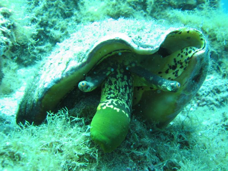 Cortez Conch - Piedra Blanco - Baja Sur