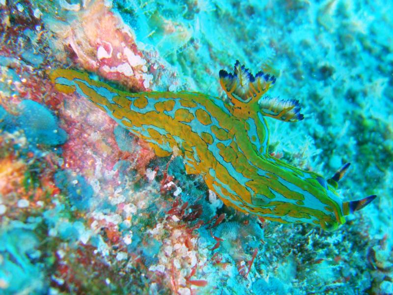 Nudibranch