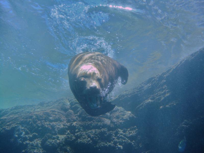 Sea Lion Colony - Isla Coronado