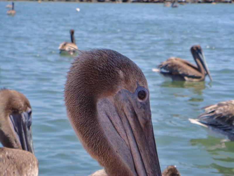 Pelicans