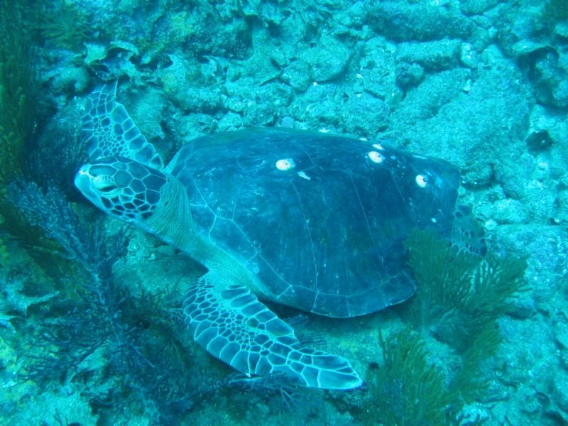 Turtle off Bahia Salinas - Isla Carmen