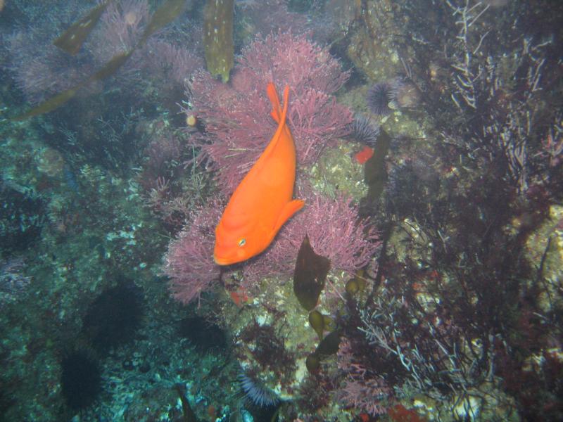 Adult Garibaldi