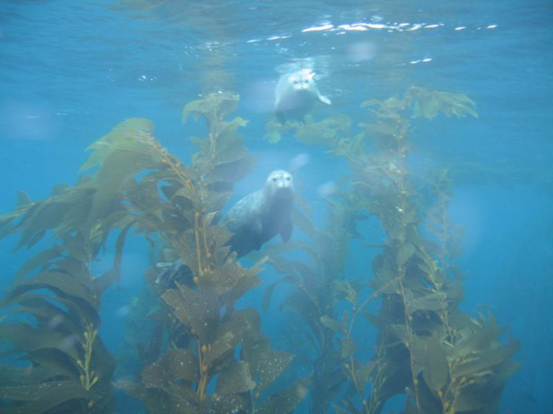 Harbor Seals off Anacapa