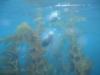 Harbor Seals off Anacapa