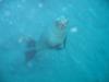 Baby Sea Lion - Anacapa