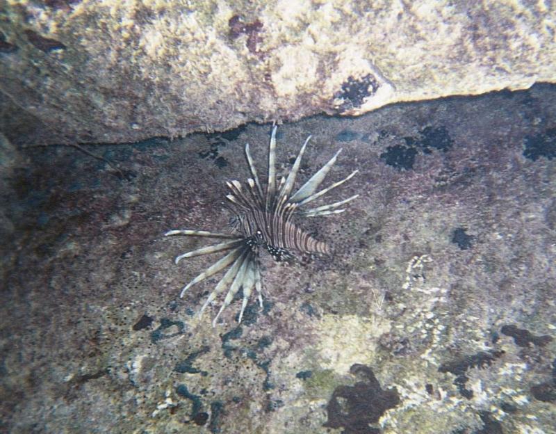 Abaco Lionfish 2005