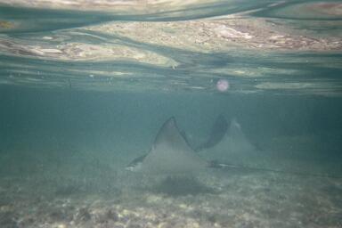 Eagle Rays Abacos 2005