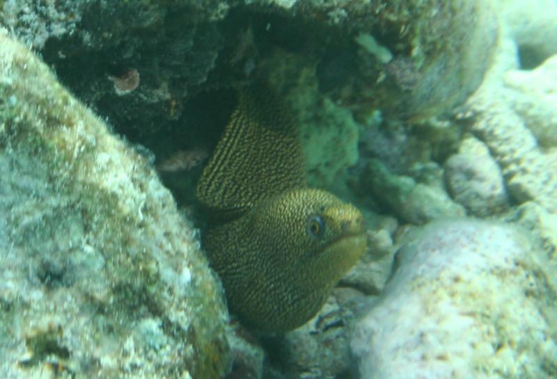 Eel Abacos 2005