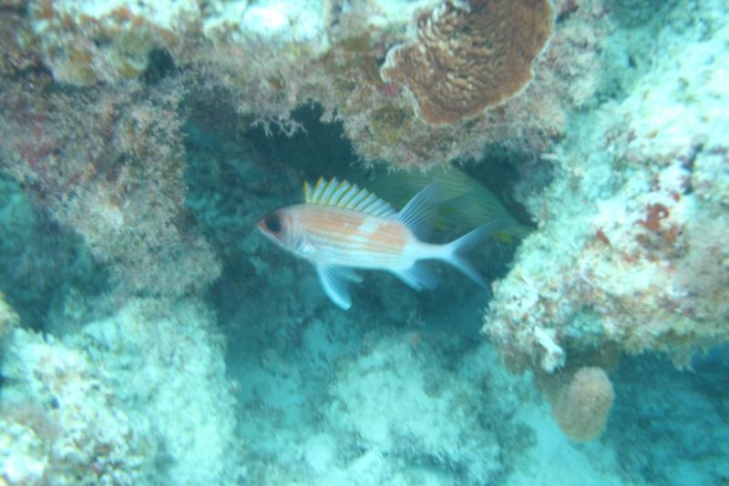 Squirell Fish, White Hole, Great Guana Cay