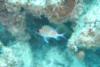 Squirell Fish, White Hole, Great Guana Cay