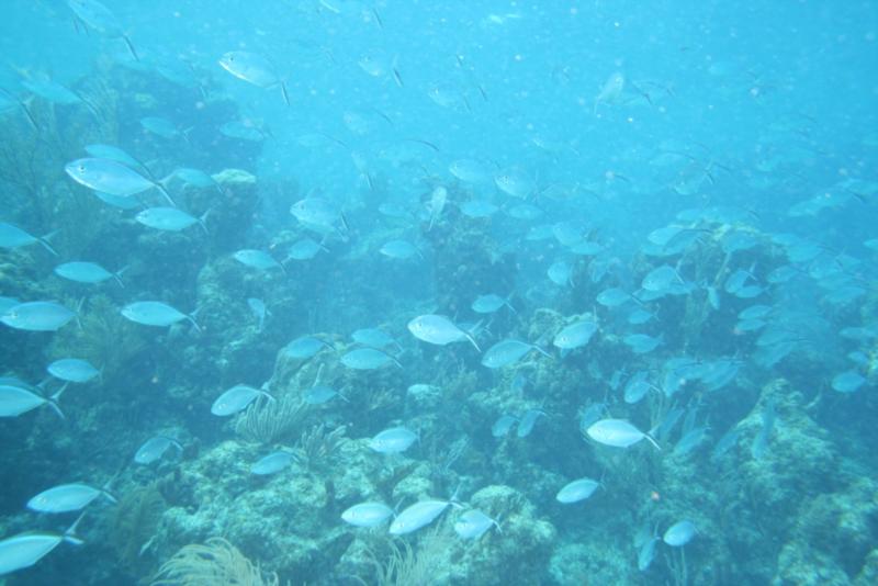 The Mob flowing over the reef @ the Tunnels Fowl Cay Preserve, Abaco, Bahamas