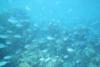 The Mob flowing over the reef @ the Tunnels Fowl Cay Preserve, Abaco, Bahamas