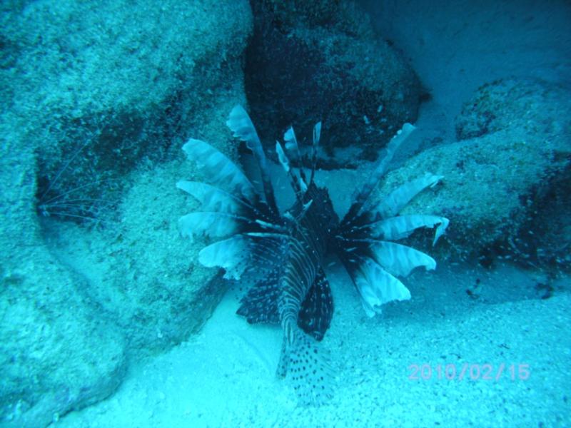 Mature Lion Fish Great Guana Cay. Abaco, Bahamas