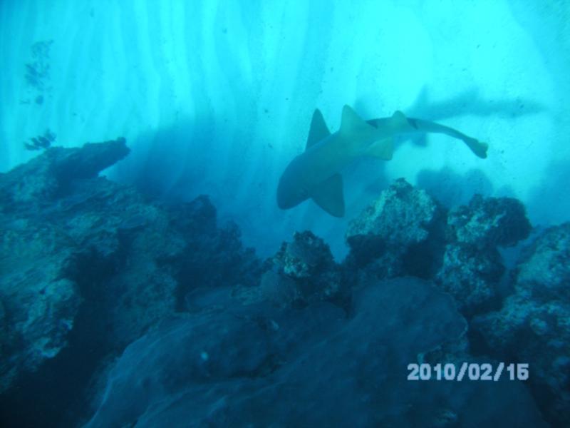 6’ Nurse Shark patroling near the entrance to the Cathedral, Great Guana Cay