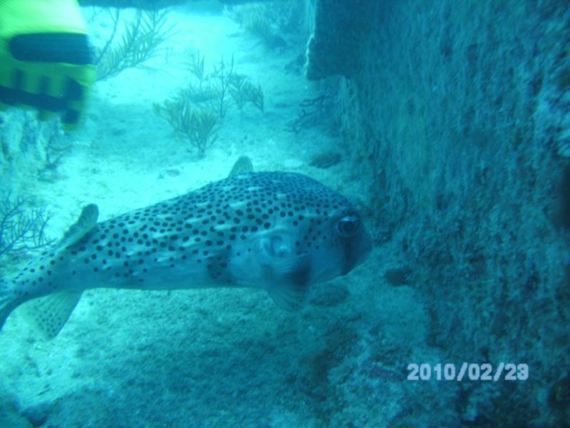 BIG Puffer on the Benwood, Key Largo, FL